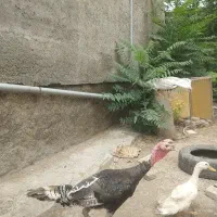 بوقلمون