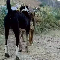 سگ.|سگ|آشخانه, |دیوار