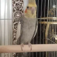 عروس هلندی نر وماده