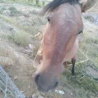 فروش فوری اسب|اسب و تجهیزات اسبسواری|گرگان, |دیوار