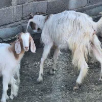 گوسفند زنده|حیوانات مزرعه|کرج, کیانمهر|دیوار