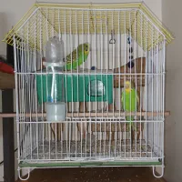 مرغ عشق جفت کاملاً دستی رام و اروم