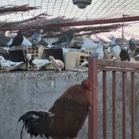 فروشی کبوتر ۵۰ تا