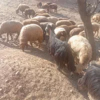 بزچاق|حیوانات مزرعه|خرم‌آباد, |دیوار
