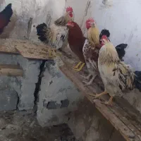 حیوانات محلی|حیوانات مزرعه|پیرانشهر, |دیوار