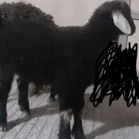 بره نر غزل و قره غزل