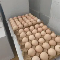 تخم مرغ بومی اصفهان