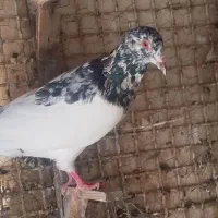 یهودی هفت‌رنگ سار دنش