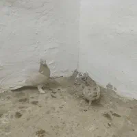 هما سرور و زرد دم سفید