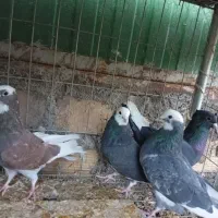 کفتر معاوضه با مرغ و جوجه|پرنده|بم, |دیوار