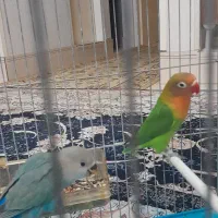 واگذاری رایگان یک جفت کوتوله