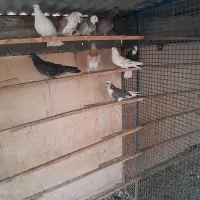 کبوتر|پرنده|تهران, علی‌آباد|دیوار