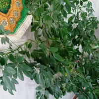 گل مناسب  کادو هدیه منزل اداره ویلا بنگاه آپارتمان|گل و گیاه طبیعی|کاشمر, |دیوار