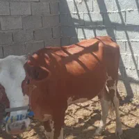 گوساله سیمینتال شرابی