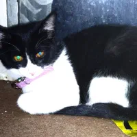 گربه نر|گربه|بیرجند, |دیوار