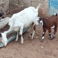 یک عده بز مطفل سالم وسرحال|حیوانات مزرعه|سوسنگرد, |دیوار