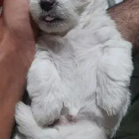 توله سگ شیتزو خالص|سگ|ری, اقدسیه|دیوار