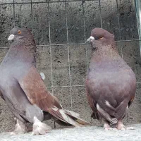 سرخ|پرنده|میبد, |دیوار