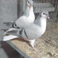 جوجه وجفتگاهی زات دار