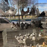 کبوتر طوقی.زاغ.کاشونی|پرنده|بروجن, |دیوار