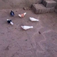 کبوتر|پرنده|سنندج, |دیوار