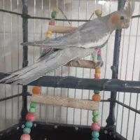 عروس هلندی|پرنده|قم, علی آباد|دیوار