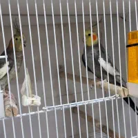 دوجفت عروس هلندی ایسین