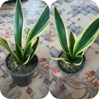 گل سانسوریا|گل و گیاه طبیعی|یاسوج, |دیوار