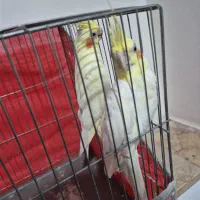 عروس هلندی مولد