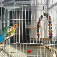 جفت کوتوله مولد و عروس هلندی