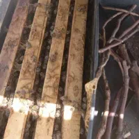 زنبور عسل توام