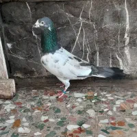 تیدی نر جفت