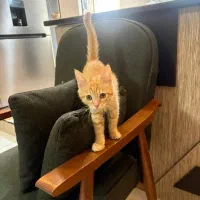 گربه پرشین نر|گربه|رباطکریم, رباطکریم|دیوار