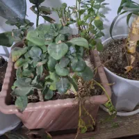 گلهای زیبا|گل و گیاه طبیعی|سلماس, |دیوار