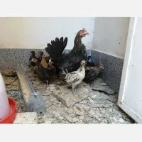 مرغ خروس محلی اصیل