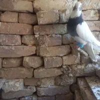 طوق‌شیرازی