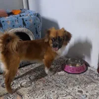 سگ نژاد اسپانیل تبتی