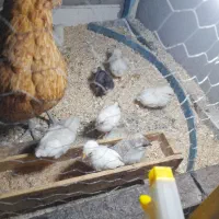 سلام مرغ محلی  با۱۲جوجه درخورموج هستم