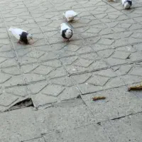 تعداد 17تا کبوتر طوقی