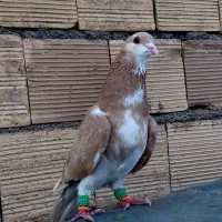کفتر کبوتر ساده زرد شیرازی