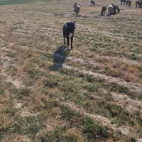 سگ گله|سگ|شیرینسو, |دیوار