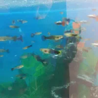 ماهی گوپی|ماهی|پاکدشت, خاتون آباد|دیوار