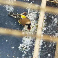 پرنده|پرنده|مشهد, مشکینی (شهرک غرب)|دیوار