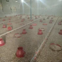 کود بلدرچین