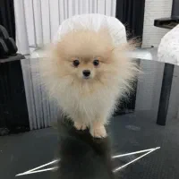 پامرانین خرسی نر ۶ ماهه پشمکی سفید و طلایی