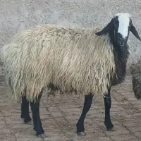 قوچ اصیل شال