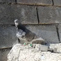 بهبهانی|پرنده|ارژن, |دیوار