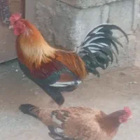 مرغ محلی فروشی