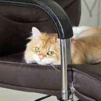 گربه بریتیش لانگ هیر ،دختر (۳۰ میلیون )|گربه|قزوین, |دیوار