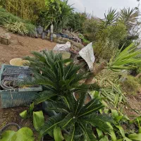 انواع گل های باغچه|گل و گیاه طبیعی|کتالم و سادات شهر, |دیوار